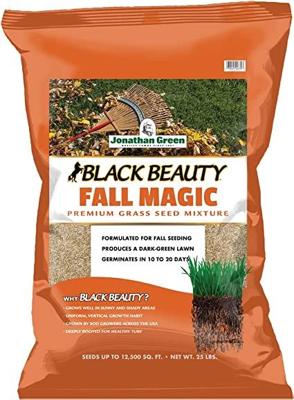 Black beauty falk magic grsss seed